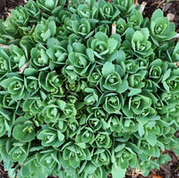 Sedum blume samen for anpflanzung fragrant blossoms heirloom & gmo free samen for home garten 
 
 sale for anpflanzung in home garten