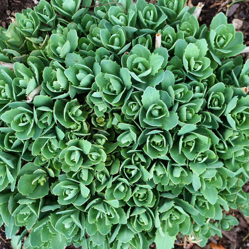 Sedum blume samen for anpflanzung fragrant blossoms heirloom & gmo free samen for home garten 
 
 sale for anpflanzung in home garten