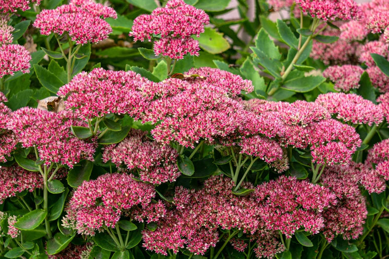 Rot Sedum Blumensamen zur Aussaat pflegeleicht Traditionssorte & ohne Gentechnik Samen Hausgarten