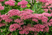 Rot Sedum Blumensamen zur Aussaat pflegeleicht Traditionssorte & ohne Gentechnik Samen Hausgarten