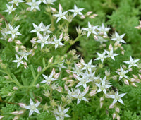 Weiß Sedum Acre Blumensamen zur Aussaat pflegeleicht Traditionssorte & ohne Gentechnik Samen Hausgarten