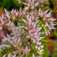 Rosa Weiß Sedum Pulchellum Blumensamen zur Aussaat – sonnenliebend – Traditionssorte & ohne Gentechnik Samen Hausgarten