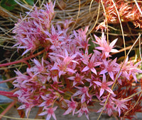 Carpet Sedum Blumensamen zur Aussaat Schnitt Blume beliebt Traditionssorte & ohne Gentechnik Samen Hausgarten