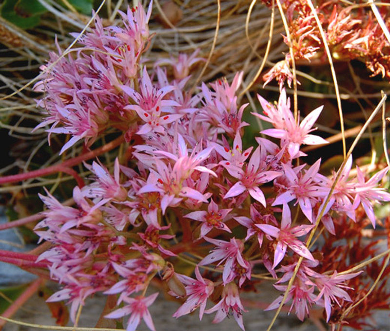 Carpet Sedum Blumensamen zur Aussaat Schnitt Blume beliebt Traditionssorte & ohne Gentechnik Samen Hausgarten