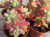 Rot Sedum Rubrotinctum Blumensamen zur Aussaat – leuchtend – Traditionssorte & ohne Gentechnik Samen Hausgarten
