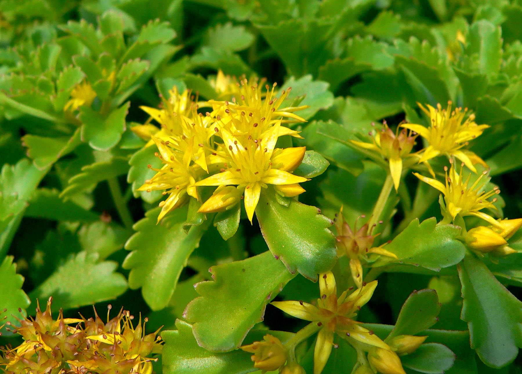 Gelb Sedum Kamtschaticum Blumensamen zur Aussaat – Halbschatten verträglich – Traditionssorte & ohne Gentechnik Samen Hausgarten
