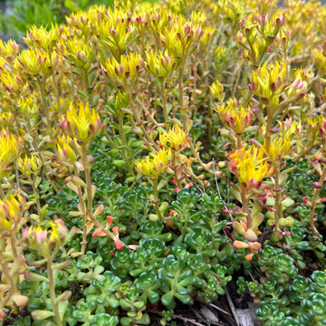 Gelb Sedum Oreganum Blumensamen zur Aussaat – Wildblume Mischung – Traditionssorte & ohne Gentechnik Samen Hausgarten