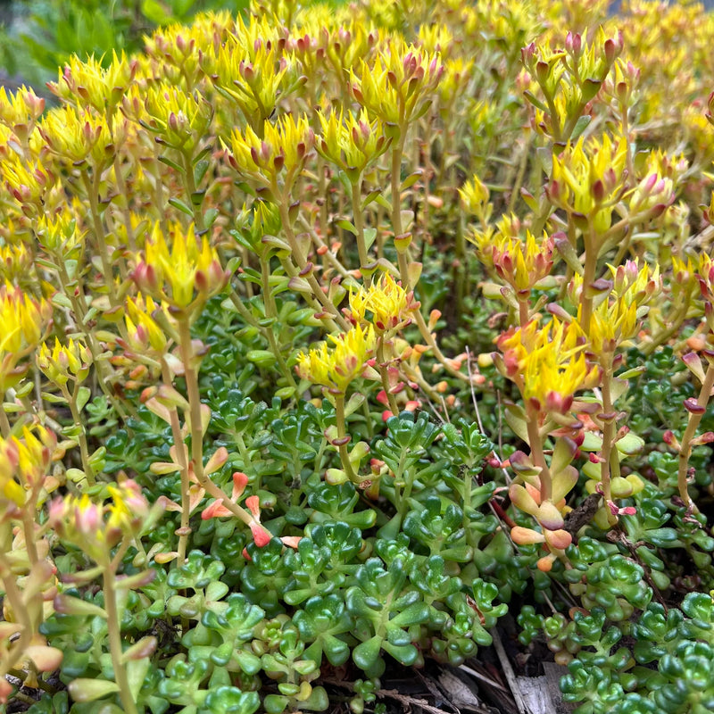 Gelb Sedum Oreganum Blumensamen zur Aussaat – Wildblume Mischung – Traditionssorte & ohne Gentechnik Samen Hausgarten