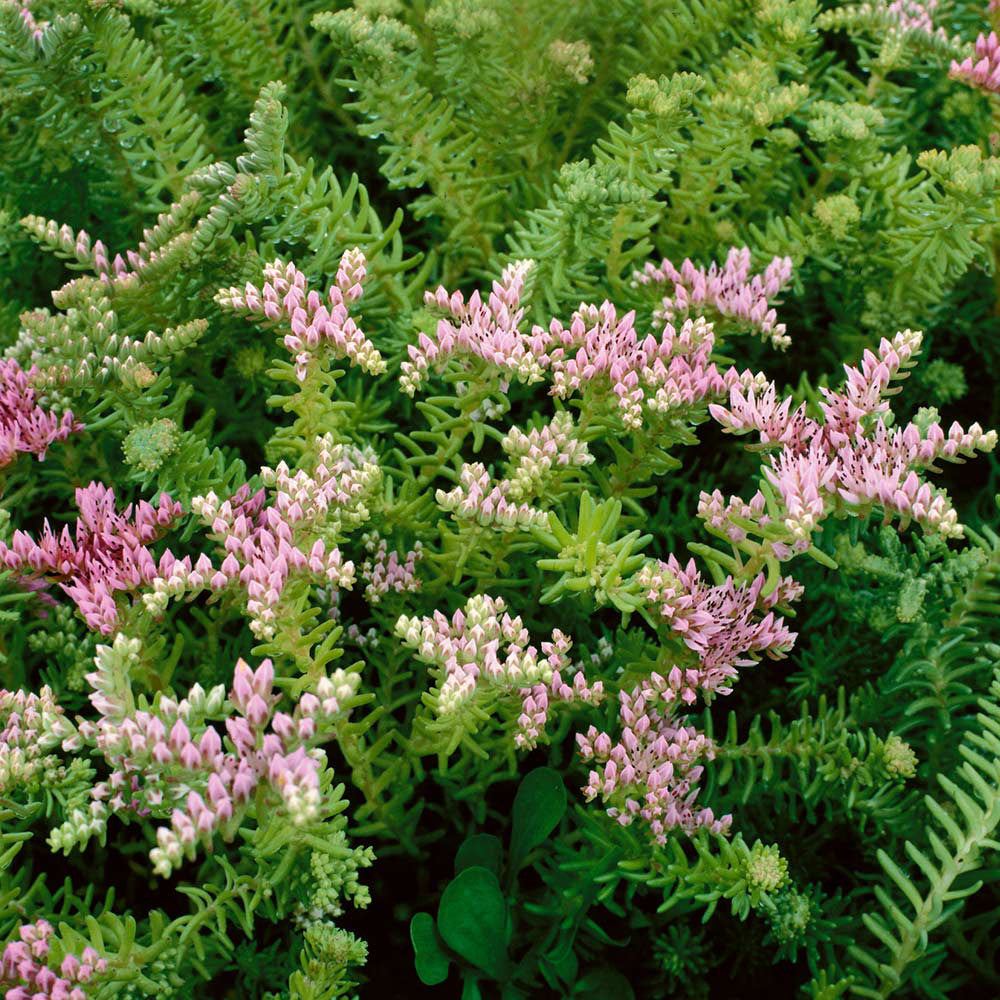 Rosa Grün Sedum Seastar Blumensamen zur Aussaat Bestäuber freundlich Traditionssorte & ohne Gentechnik Samen Hausgarten