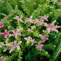 Rosa Grün Sedum Seastar Blumensamen zur Aussaat Bestäuber freundlich Traditionssorte & ohne Gentechnik Samen Hausgarten