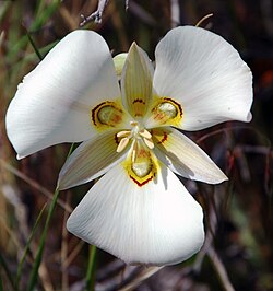 Calochortus Blumensamen zur Aussaat – einzigartig und Blüten