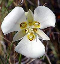 Calochortus Blumensamen zur Aussaat – einzigartig und Blüten
