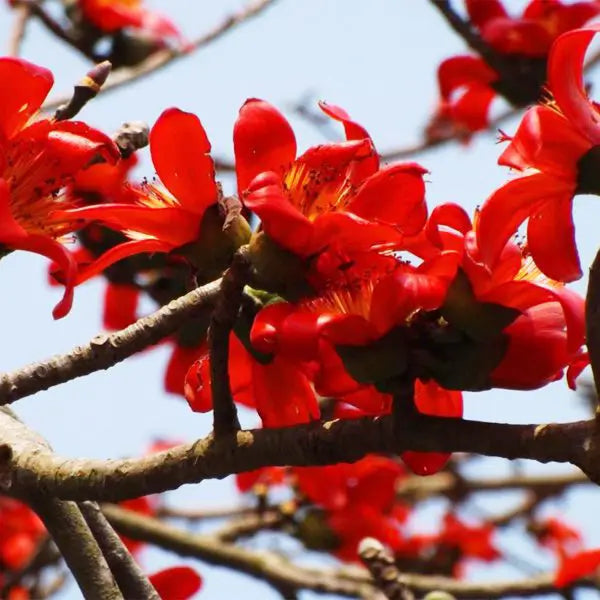 Ceiba Blumensamen zur Aussaat – Halbschatten verträglich – Traditionssorte & ohne Gentechnik Samen Hausgarten