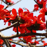 Ceiba Blumensamen zur Aussaat – Halbschatten verträglich – Traditionssorte & ohne Gentechnik Samen Hausgarten