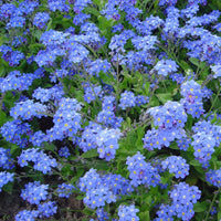 Blau Myosotis Alpestris Samen zur Aussaat
