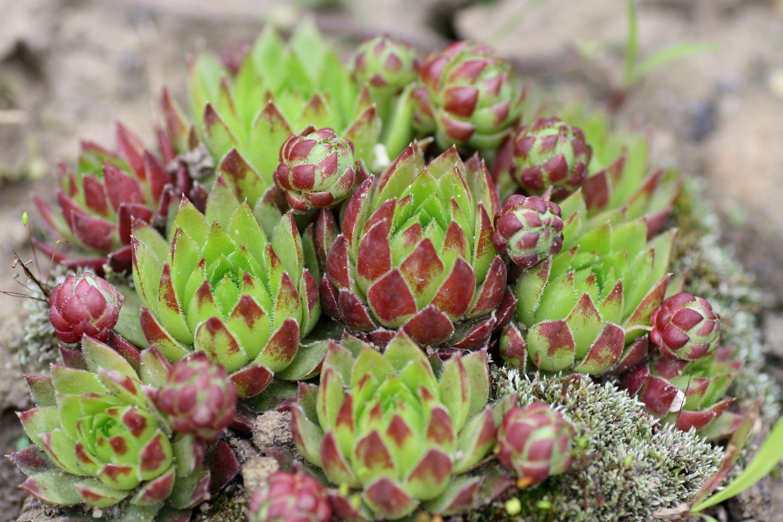 Gemischt Sempervivum Hybridum Blumensamen zur Aussaat – Garten beliebt – Traditionssorte & ohne Gentechnik Samen Hausgarten