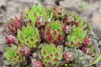 Gemischt Sempervivum Hybridum Blumensamen zur Aussaat – Garten beliebt – Traditionssorte & ohne Gentechnik Samen Hausgarten