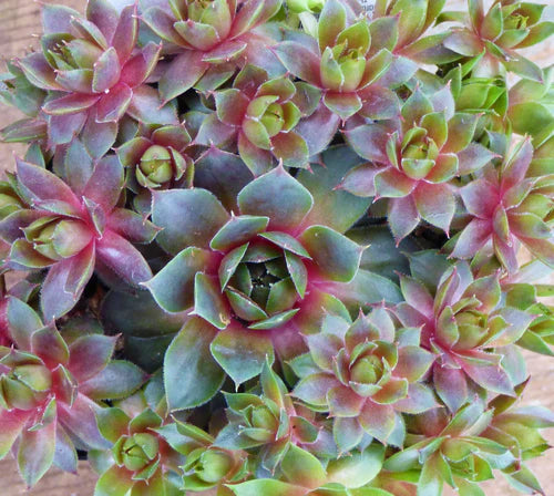 Gemischt Sempervivum Blumensamen zur Aussaat – Bestäuber freundlich – Traditionssorte & ohne Gentechnik Samen Hausgarten