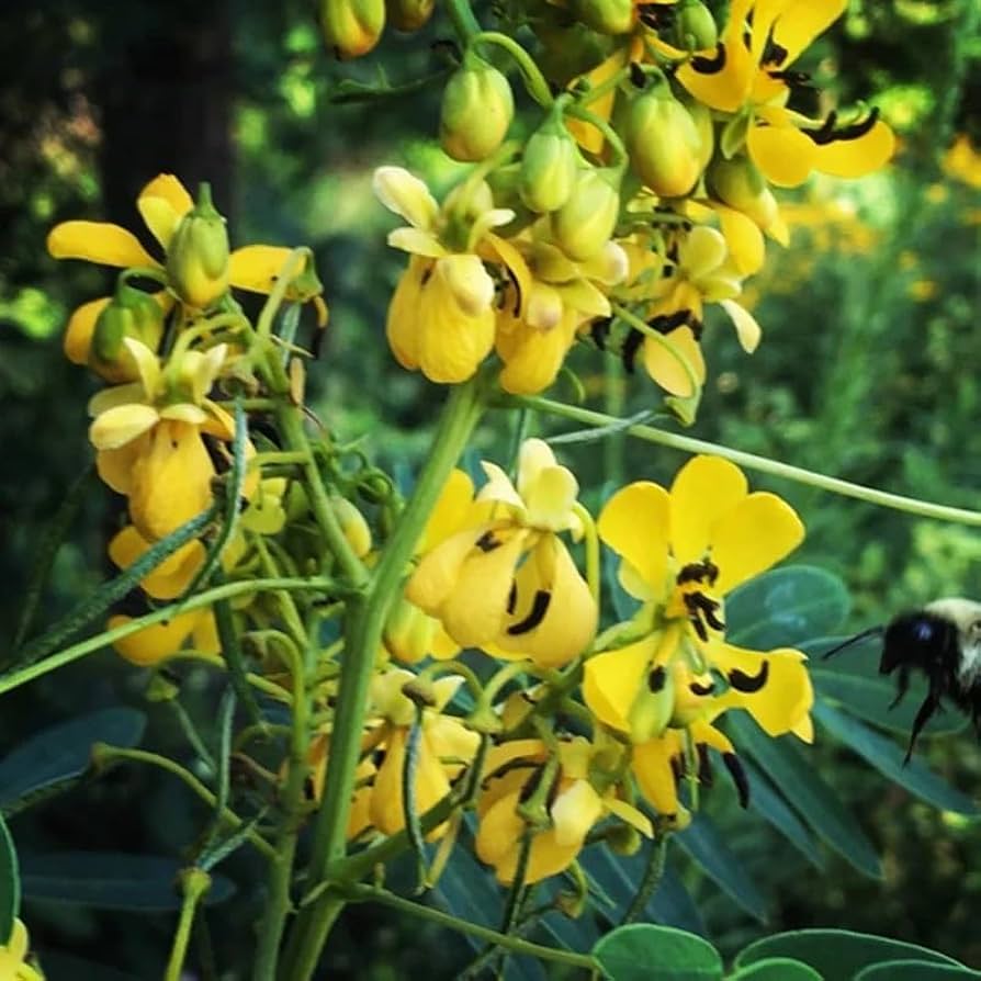 Schwarz senna marilandica flowering samen for gardens