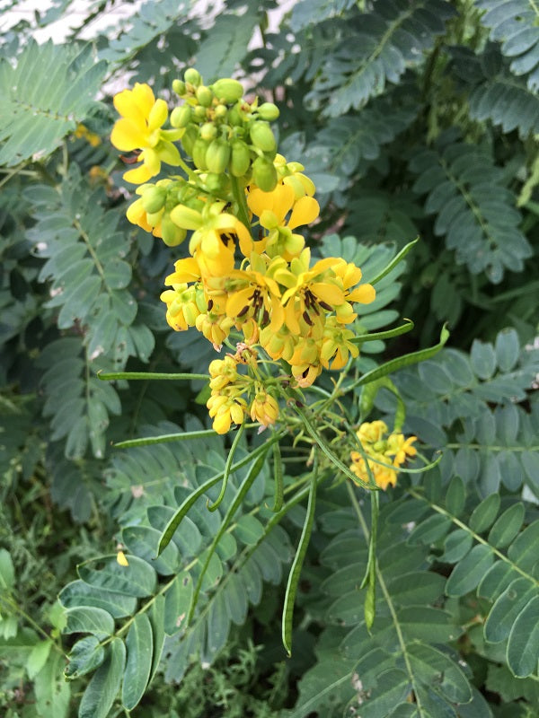 Ornamental schwarz senna samen for landscapes