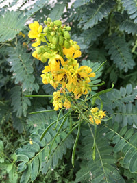 Ornamental schwarz senna samen for landscapes