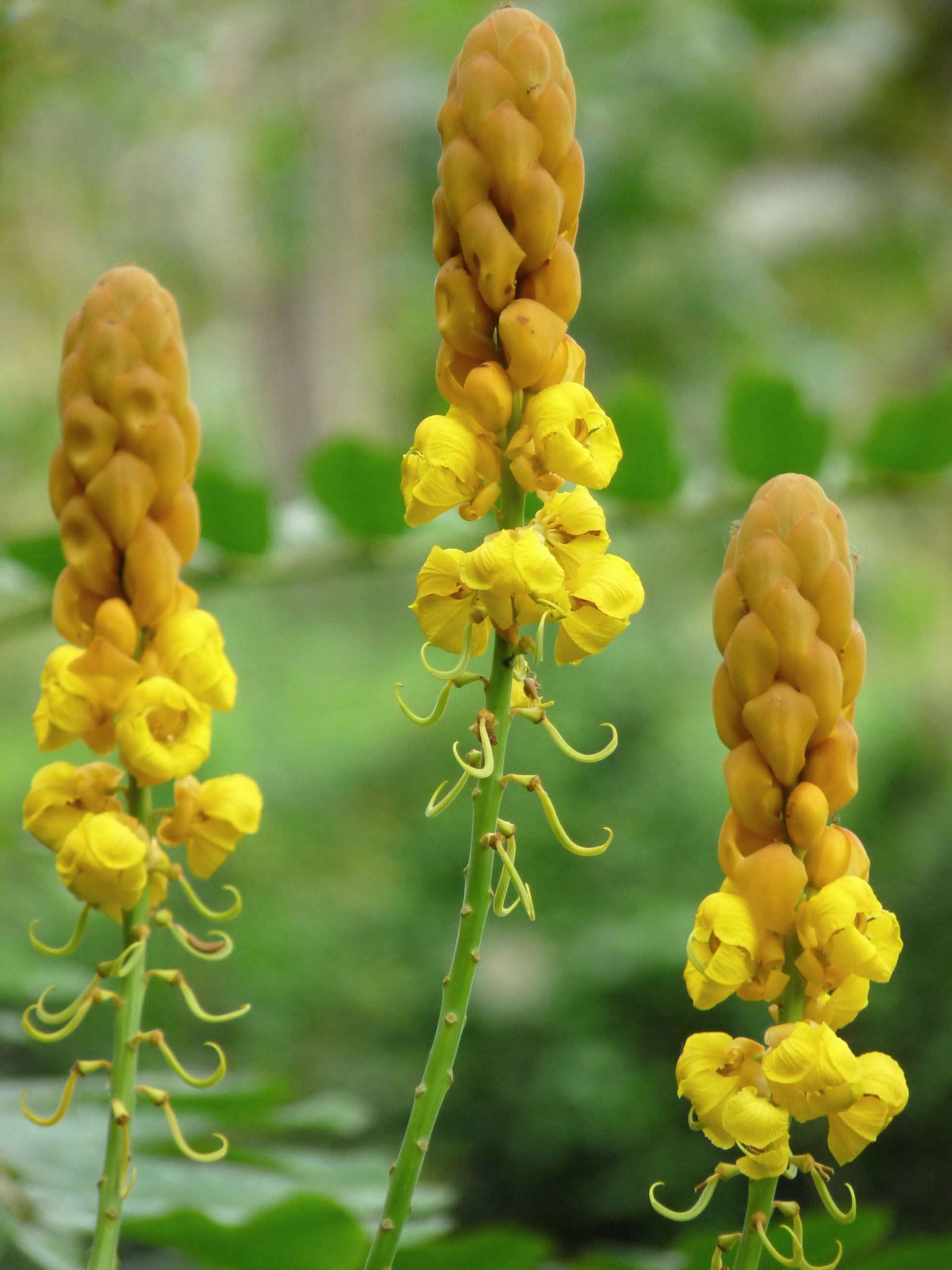 Gelb Cassia Alata Samen zur Aussaat – Medicinal Benefits