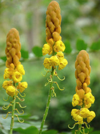 Gelb Cassia Alata Samen zur Aussaat – Medicinal Benefits