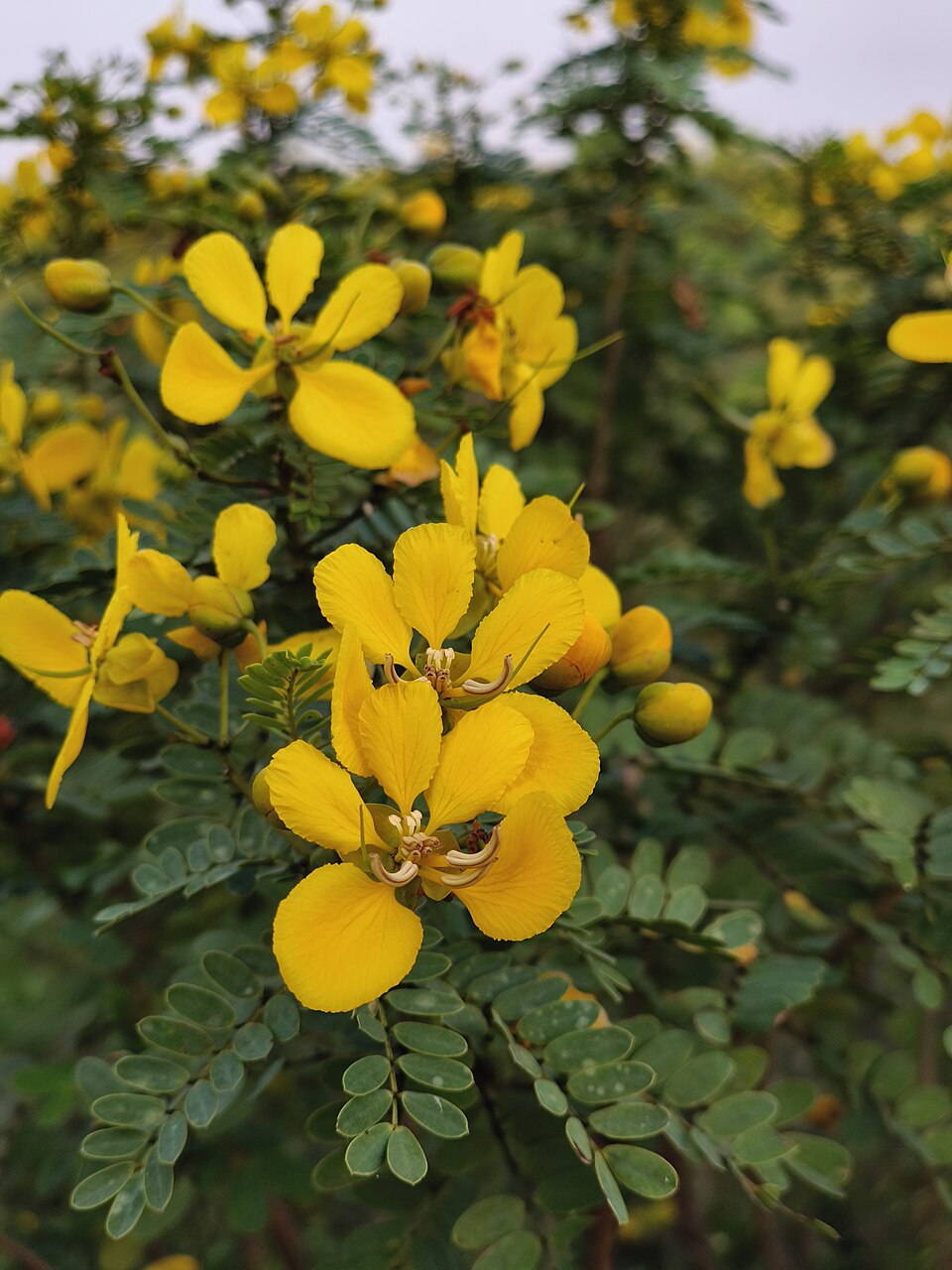 Cassia Occidentalis Blumensamen zur Aussaat leuchtend Traditionssorte & ohne Gentechnik Samen Hausgarten