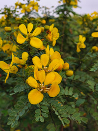 Cassia Occidentalis Blumensamen zur Aussaat leuchtend Traditionssorte & ohne Gentechnik Samen Hausgarten