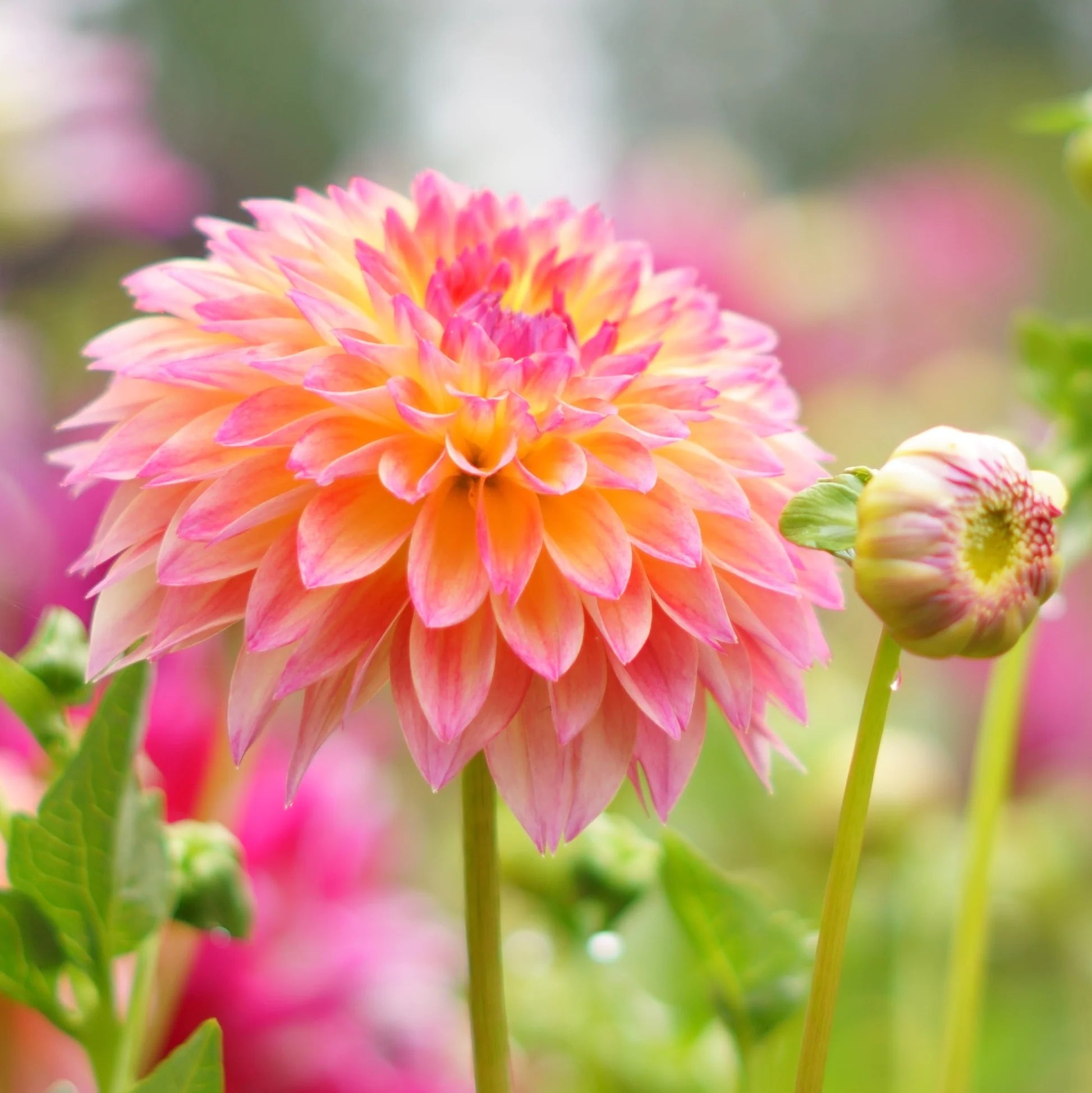 September Morn Dahlie Blumensamen zur Aussaat – duftend Blüten – Traditionssorte & ohne Gentechnik Samen Hausgarten