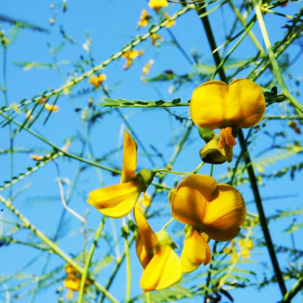 Ornamental gelb sesbania aculeata samen for landscapes