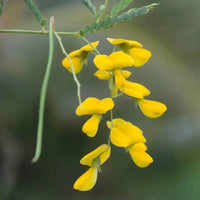 Gelb sesbania aculeata flowering samen for gardens