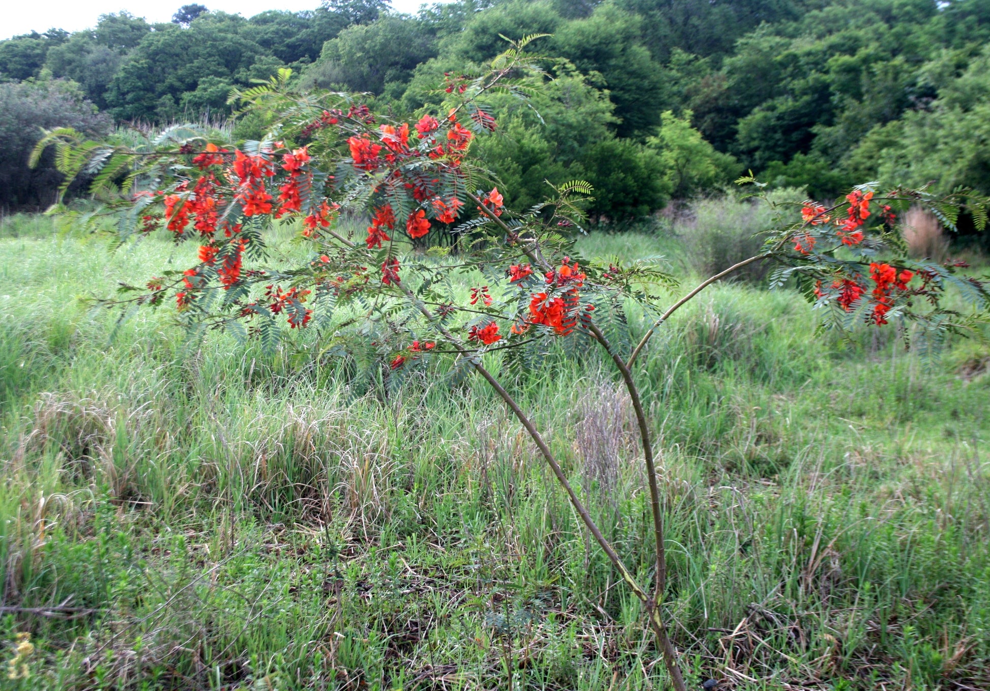 Sesbania Punicea Rot Blauregen Samen – Orange Blumen