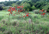 Sesbania Punicea Rot Blauregen Samen – Orange Blumen