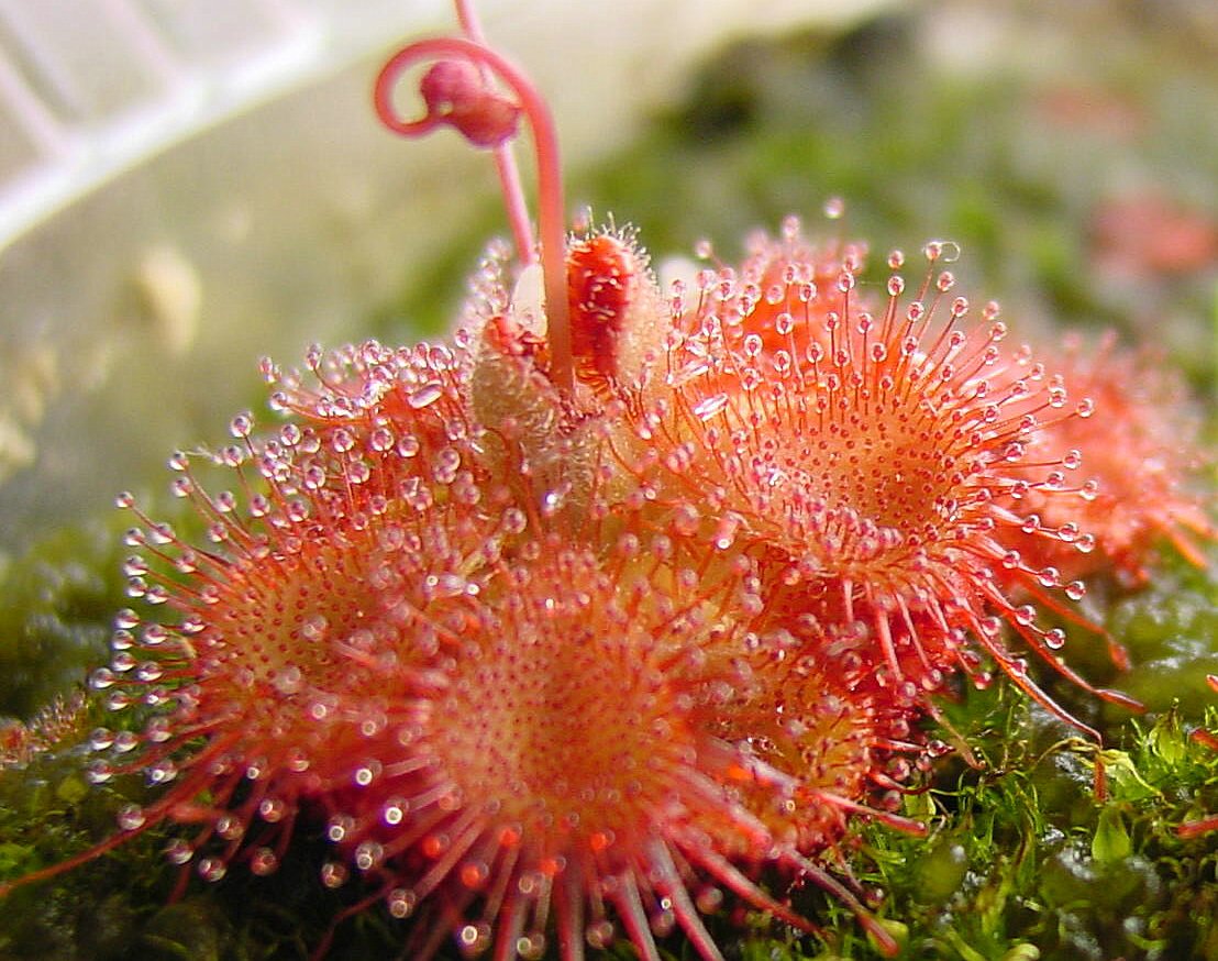kaufen yellow red sundew pflanze samen pflanzung tips Stück, 100 Stück