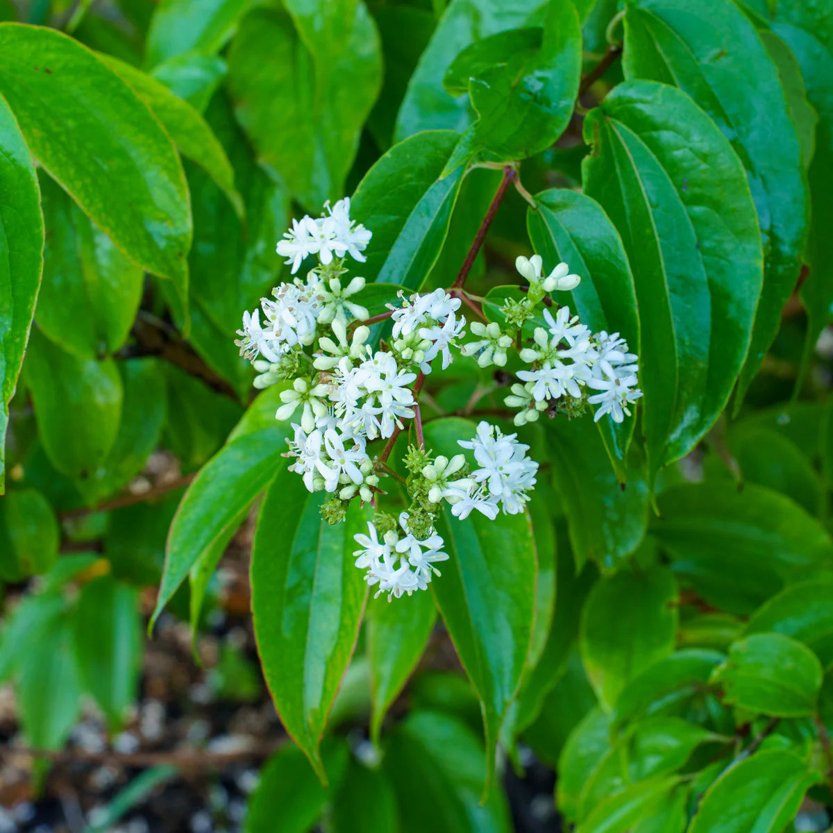 Weiß Sevenson Blumensamen zur Aussaat – Wildblume Mischung – Traditionssorte & ohne Gentechnik Samen Hausgarten