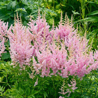 Shade garten astilbe blumen