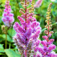Shade-loving astilbe lila