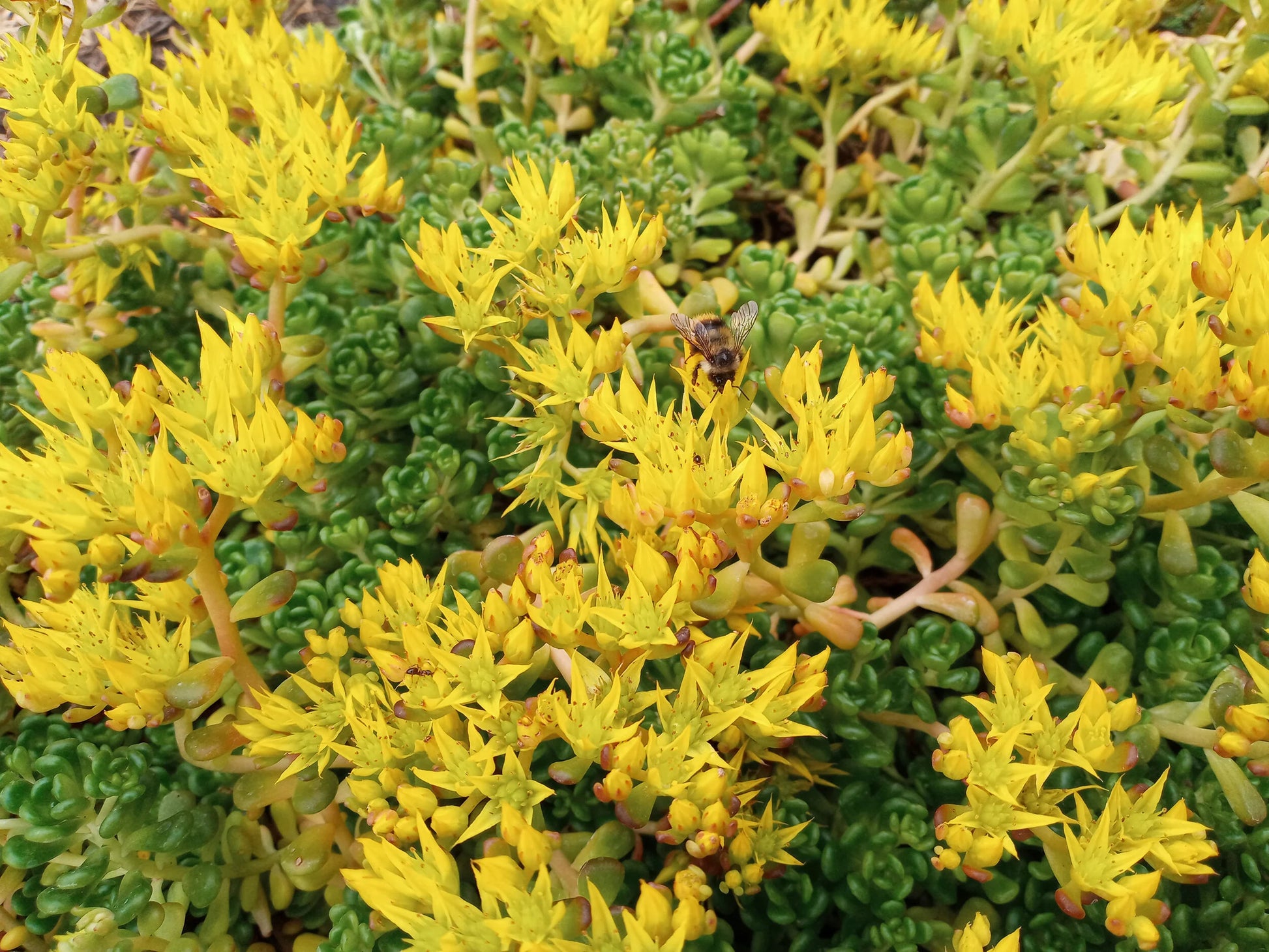 Gelb Sedum Oreganum Blumensamen zur Aussaat – Wildblume Mischung – Traditionssorte & ohne Gentechnik Samen Hausgarten