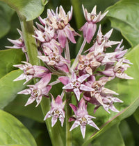 Asclepias Speciosa Blumensamen zur Aussaat ideal Rabatten Traditionssorte & ohne Gentechnik Samen Hausgarten