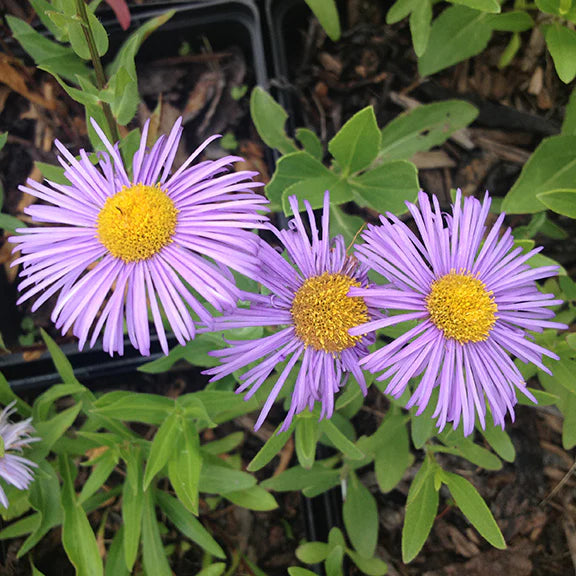 Lila Gelb Erigeron Blumensamen für eine farbenfrohe Aussaat