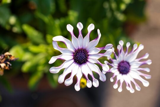 Non gmo shrubby daisybush samen for gardening