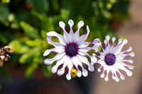 Non gmo shrubby daisybush samen for gardening