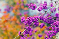 Violett Callicarpa Blumensamen zur Aussaat – robust Sorte – Traditionssorte & ohne Gentechnik Samen Hausgarten