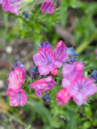 Rosa Rose Bedder Blumensamen zur Aussaat – Garten beliebt – Traditionssorte & ohne Gentechnik Samen Hausgarten
