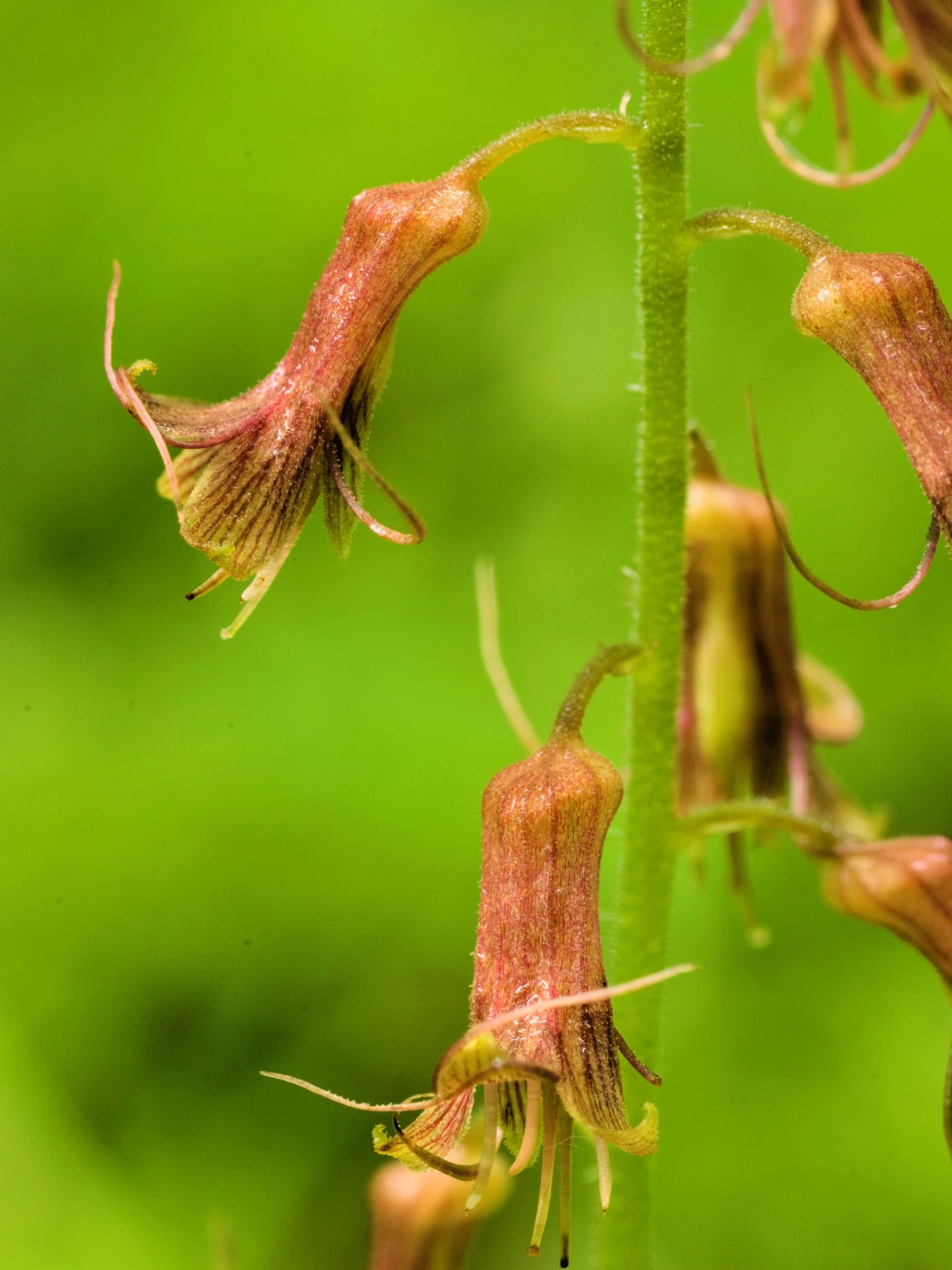 Mothers Menziesii Blumensamen zur Aussaat – Schnitt Blume beliebt – Traditionssorte & ohne Gentechnik Samen Hausgarten