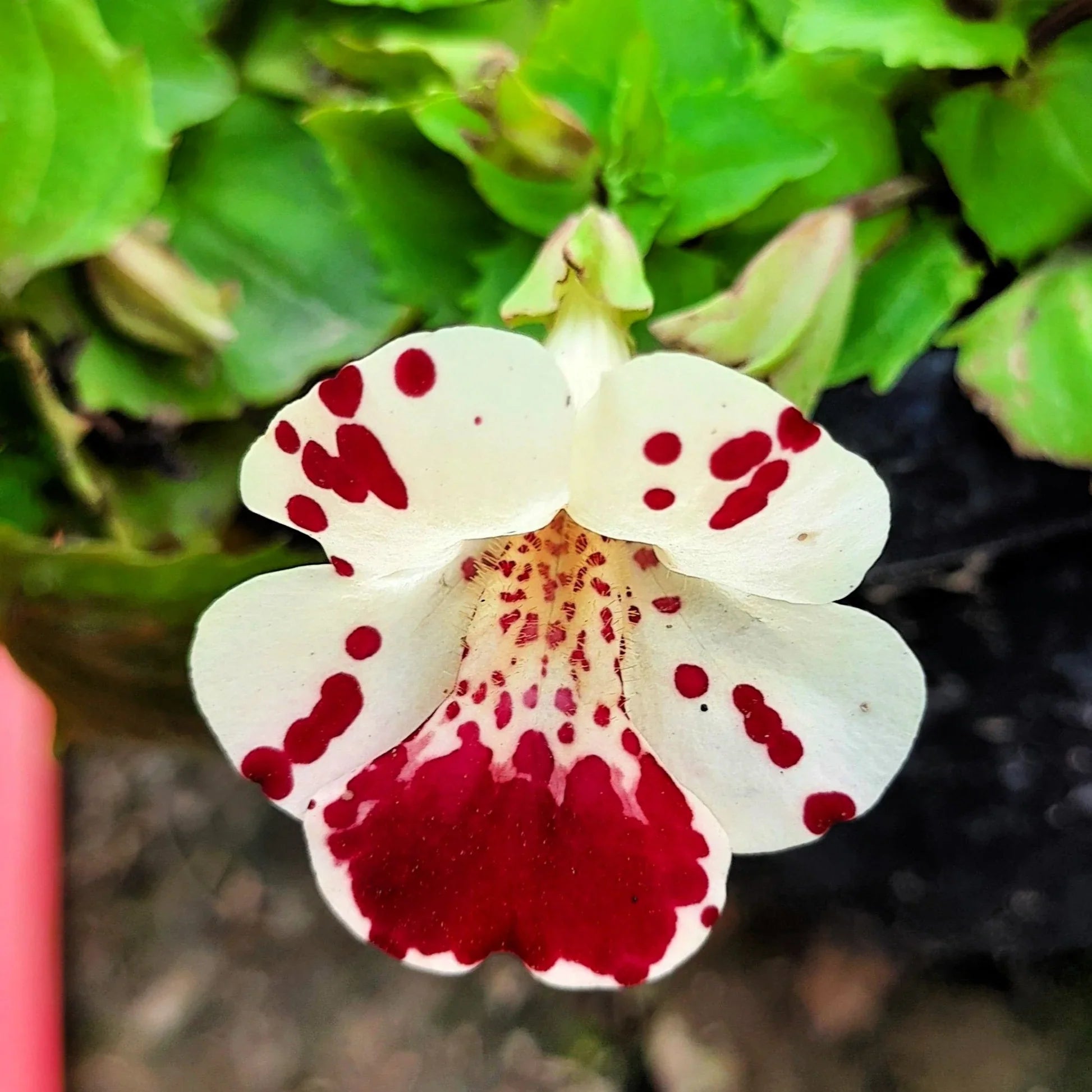 Weiß Mimulus Blumensamen zur Aussaat Samen üppig Gärten und Delightful Blüten