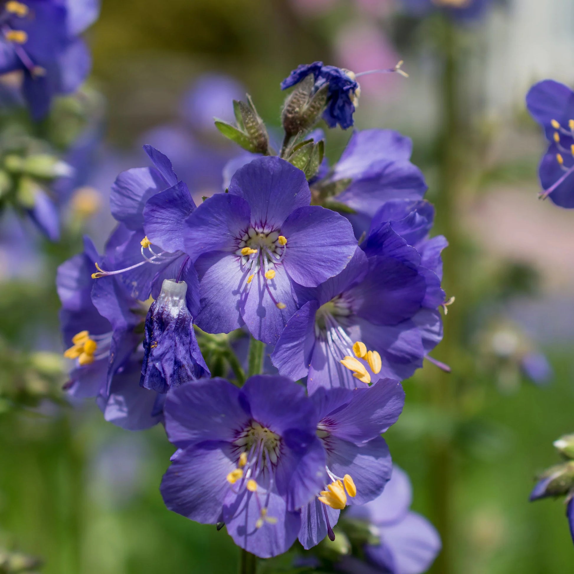 Blau Polemonium Blumensamen zur Aussaat – sonnenliebend – Traditionssorte & ohne Gentechnik Samen Hausgarten