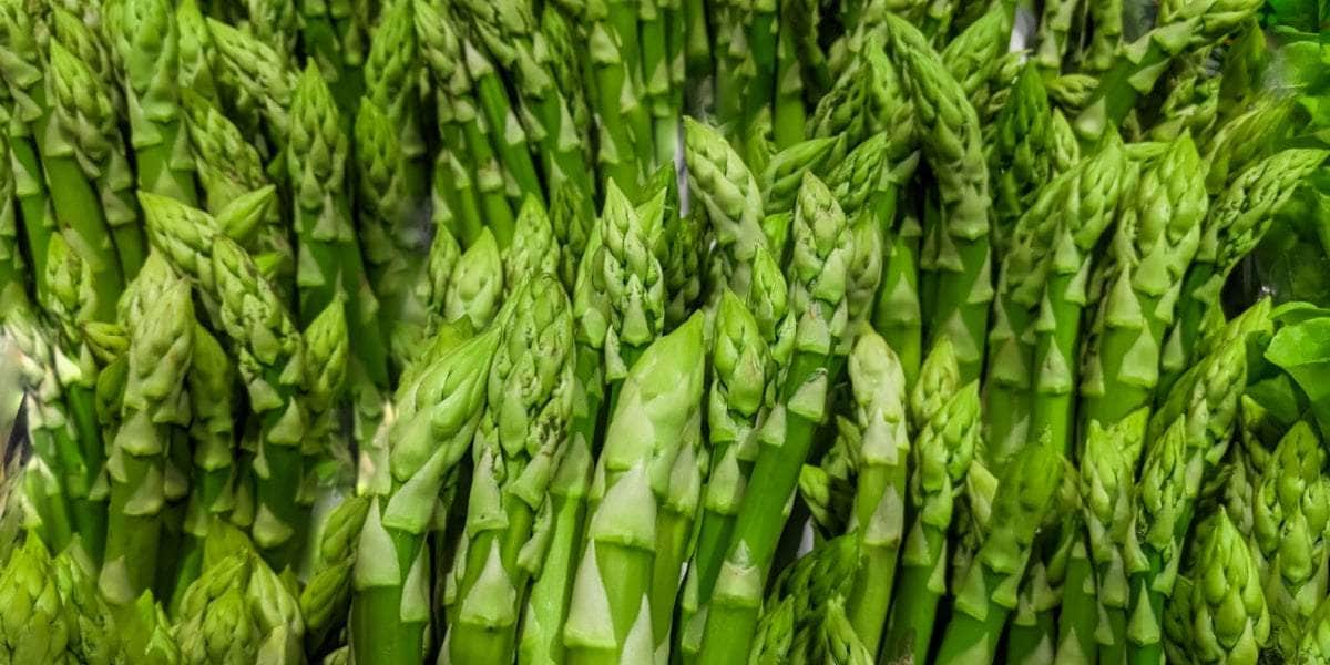 Wild Asparagus Planting Samen for Lush Growth and Culinary Delights - Seed for Garden Enthusiasts