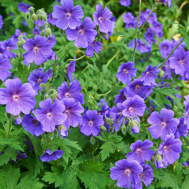 Deep blau geranium blume samen for anpflanzung sun loving heirloom & gmo free samen for home garten 
 
 sale samen for home garten anpflanzung